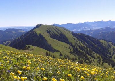 Bergfrühling