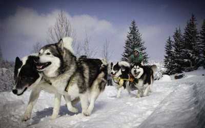 Huskyschlitten / Huskywandern