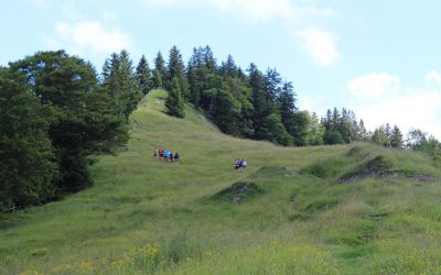 Waldwege und Jägersteige